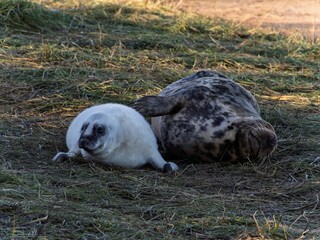 Seal pup on beach at sunrise. Resting on coastal shore grey seal lying on beach along North Sea Coast. Breeding season Lincolnshire UK. Donna Nook Grey Seal Colony.