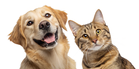 Portrait of a cheerful dog and cat sitting close together and looking directly at the camera, isolated on a transparent background. A warm and expressive moment highlighting their friendship