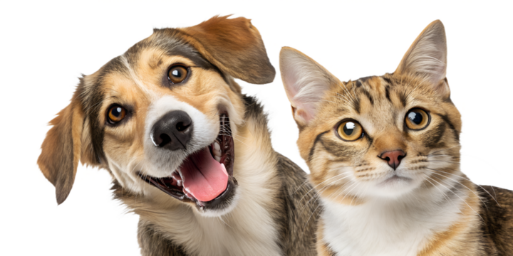 Portrait of a cheerful dog and cat sitting close together and looking directly at the camera, isolated on a transparent background. 