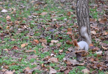 Squirrel in the park on the ground among the fallen leaves