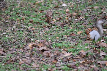 Squirrel in the park on the ground among the fallen leaves