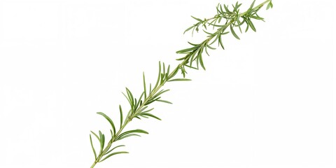 Naklejka premium Snowy winter landscape with fir trees in a Christmas background, seasonal scenery for holiday design