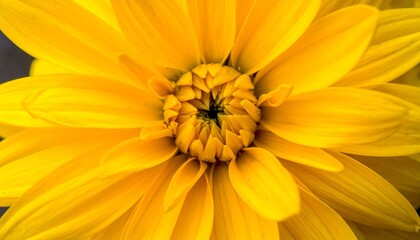 Yellow flower with macro closeup.