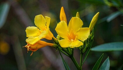 Yellow flowers blooming in a garden.