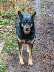 Alert Black and Tan Dog Standing on Forest Path