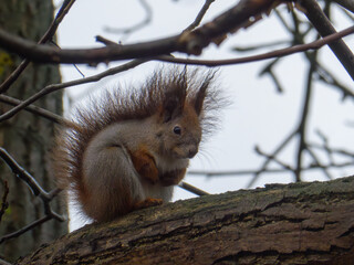 Fluffy Wild Squirrel Sitting on a Dark Tree Branch