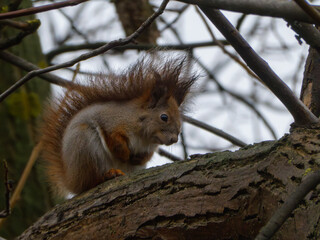 Eurasian Red Squirrel Hiding Among Winter Branches