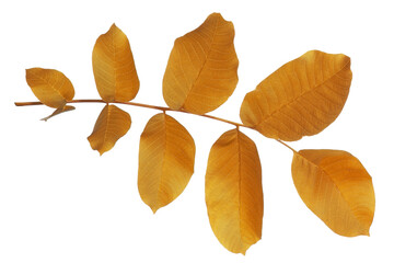 Obraz premium High-quality isolated autumn branch with vibrant yellow, golden and amber leaves on a transparent background