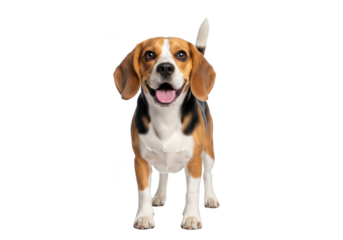 Happy beagle puppy dog pet animal canine friend breed portrait cute smiling isolated on transparent background