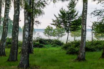 A beautiful birch forest. Grass between the birches. Fog in the distance. Blurry birch tree trunks in the foreground.
