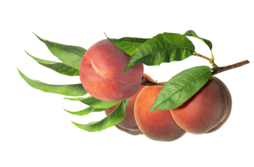 Branch with several ripe peaches and green leaves isolated on transparent background. Perfect for juice packaging design, organic product branding, healthy food themes and summer fruit advertising.