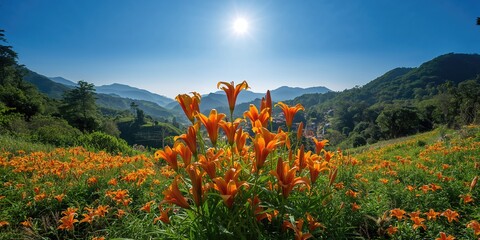 Village basketball hoop in natural setting, emphasizing outdoor sports activity and rustic environment