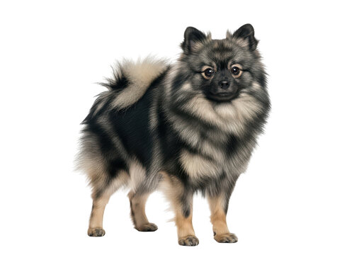 Full body keeshond dog standing portrait, cute fluffy wolfspitz breed, pet animal photography, isolated on transparent background