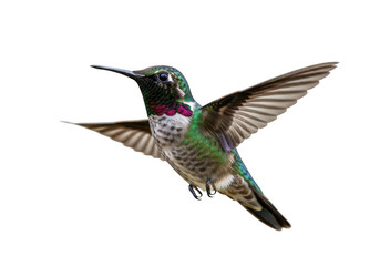 Obraz premium Flying hummingbird with vibrant plumage, ruby throat, and extended wings - stock photo image for design projects isolated on transparent background