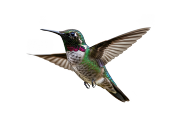 Flying hummingbird with vibrant plumage, ruby throat, and extended wings - stock photo image for design projects isolated on transparent background