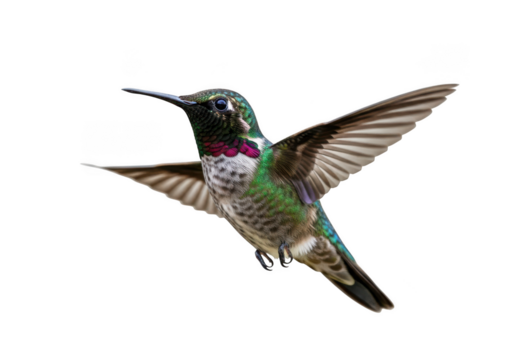 Flying hummingbird with vibrant plumage, ruby throat, and extended wings - stock photo image for design projects isolated on transparent background