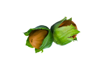 Fresh hazelnuts in green husk with brown hard shell isolated on transparent background. Organic nuts from hazel tree, perfect for healthy food, farming and natural product design.