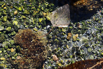 The bottom of a clear stream