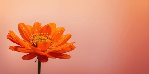 White wire isolated on a white background used for electrical wiring projects, background for technical layout design