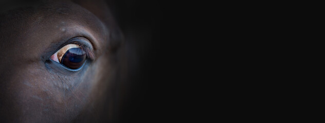 The eye of a beautiful horse on a dark background. Banner. Horse fear