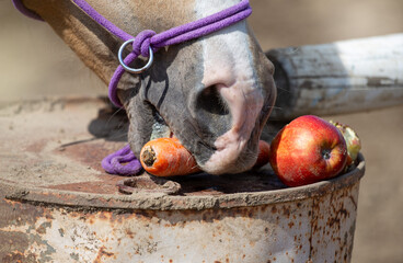 The horse's mouth eats carrots and apples. Horse nutrition. Treats.