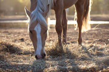 A beautiful palomino horse with a light mane basks in the setting sun. It eats hay.