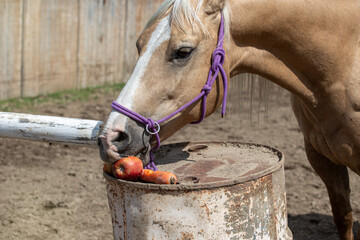Palomino horse eats carrots and apples. Horse nutrition. Treats. Horse health.