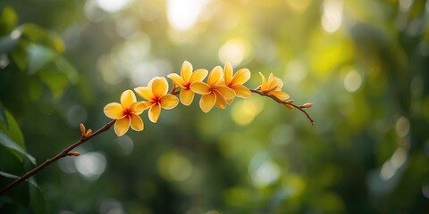 Holika Dahan fire ritual during Holi, emphasizing traditional symbolism of good triumphing over evil