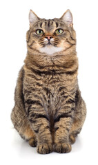 Tabby cat sitting isolated on white background