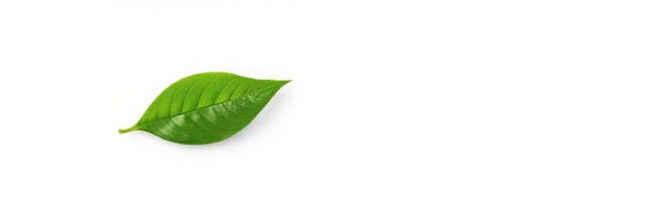 Obraz premium Green tea leaf on white background, used as a natural ingredient in health-focused products