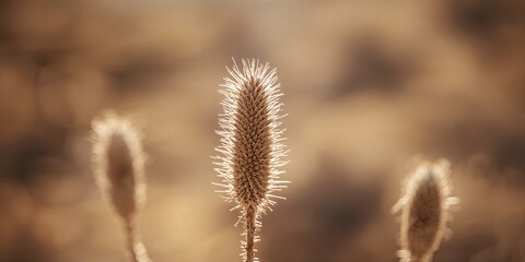 Obraz premium Pine cone resting on dry summer grass, highlighting natural seed dispersal processes