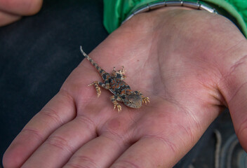 Green lizard in hand