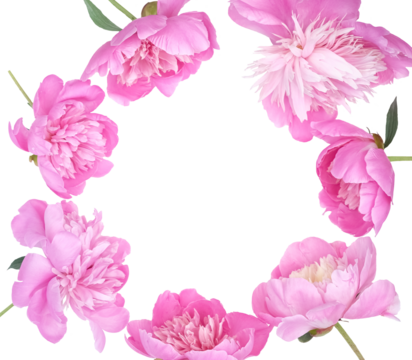 Delicate circular floral frame made of lush pink peony blossoms arranged around the edges on a transparent background, leaving generous central copy space for text, greeting cards or wedding designs.