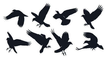 Naklejka premium A set of eight dynamic silhouettes of crows or ravens in various stages of flight including landing and taking off.