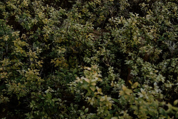 Foliage bushes leaves greenery plants shrubs nature forest undergrowth dense vegetation texture background low light layered branches seasonal leaf detail subtle shadow