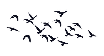 Fototapeta premium Dark silhouette of a large and scattered flock of birds flying together in the same direction on a solid white background.
