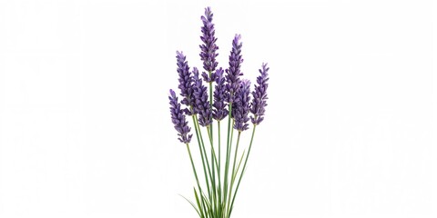 Naklejka premium Close-up of rye grains and ears on a table, emphasizing agricultural harvesting practices, Earth Day
