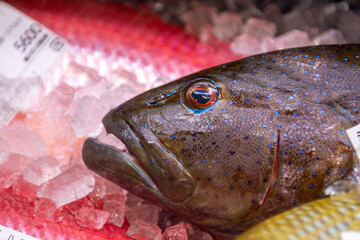 close up of a fish at the market