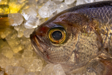close up of a fish at the market
