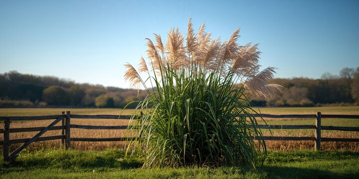 Nice Giant reed Arundo donax with green leaves and flowers, used as a natural background on sunny autumn day