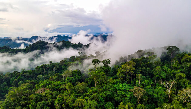 Misty rainforest landscape with dense green trees and clouds rolling over hills jungle canopy