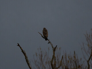 hawk on a branch Buteo Buteo