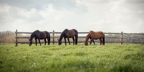 Horses grazing in a fenced area in Northern France, emphasizing rural landscape preservation