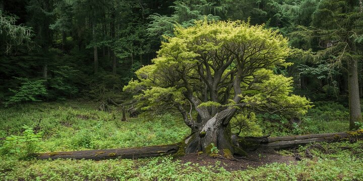 Close-up of cotton candy with a soft, fluffy texture serving as a playful background for text and layout design
