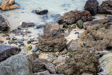 sea stones and sea