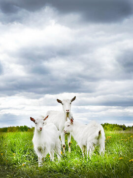 White goat family standing in green pasture
