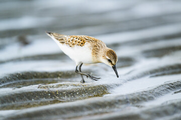 採餌するトウネンの幼鳥