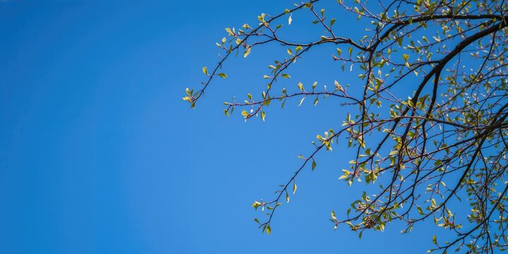 King Penguins resting on rocky terrain, emphasizing wildlife conservation on World Wildlife Day