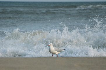 White wild seagull walking on the seashore washed by waves .Nature, seagull, wild birds, fauna, wildlife protection. 
