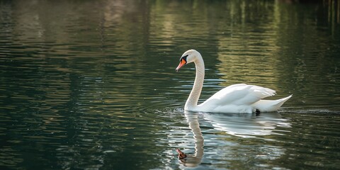 Red currants on white background, used as a fresh summer berry backdrop for food photography